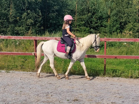 Poniruuna 12v, Hevoset ja ponit, Hevoset ja hevosurheilu, Vaasa, Tori.fi Poniruuna 12v, Hevoset ja ponit, Hevoset ja hevosurheilu, Vaasa, Tori.fi