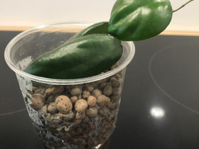 Hoya caudata sumatra, Kasvit ja siemenet, Piha ja puutarha, Hausjärvi, Tori.fi Hoya caudata sumatra, Kasvit ja siemenet, Piha ja puutarha, Hausjärvi, Tori.fi