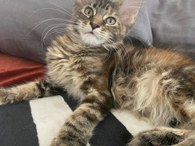 Maine Coon pennut, Kissat, Lemmikkieläimet, Espoo, Tori.fi Maine Coon pennut, Kissat, Lemmikkieläimet, Espoo, Tori.fi