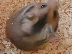 Syyrialainen hamsteri uros, Jyrsijät, Lemmikkieläimet, Lieksa, Tori.fi Syyrialainen hamsteri uros, Jyrsijät, Lemmikkieläimet, Lieksa, Tori.fi