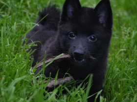 Schipperke pentuja, Koirat, Lemmikkieläimet, Kiuruvesi, Tori.fi Schipperke pentuja, Koirat, Lemmikkieläimet, Kiuruvesi, Tori.fi