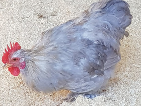 Kääpiökoch kukkopoika, Muut eläimet, Lemmikkieläimet, Sotkamo, Tori.fi Kääpiökoch kukkopoika, Muut eläimet, Lemmikkieläimet, Sotkamo, Tori.fi