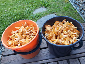 Kantarellia, Maatalous, Savonlinna, Tori.fi Kantarellia, Maatalous, Savonlinna, Tori.fi