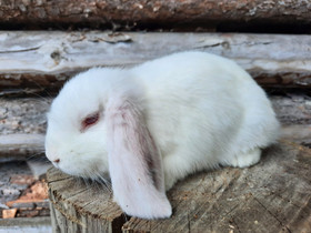 Kääpiöluppapoika, Muut eläimet, Lemmikkieläimet, Ilmajoki, Tori.fi Kääpiöluppapoika, Muut eläimet, Lemmikkieläimet, Ilmajoki, Tori.fi