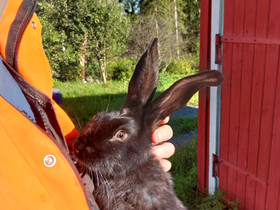 Nuoria poika kaneja, Jyrsijät, Lemmikkieläimet, Tuusniemi, Tori.fi Nuoria poika kaneja, Jyrsijät, Lemmikkieläimet, Tuusniemi, Tori.fi