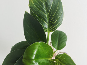 Philodendron Birkin / White Measure pistokas, Kasvit ja siemenet, Piha ja puutarha, Tampere, Tori.fi Philodendron Birkin / White Measure pistokas, Kasvit ja siemenet, Piha ja puutarha, Tampere, Tori.fi