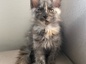Maine Coon pennut, Kissat, Lemmikkieläimet, Espoo, Tori.fi Maine Coon pennut, Kissat, Lemmikkieläimet, Espoo, Tori.fi
