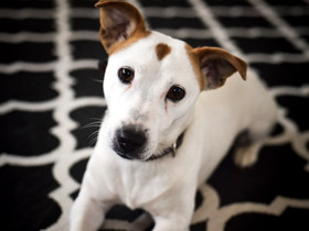 Jackrussellinterrieri, Koirat, Lemmikkieläimet, Seinäjoki, Tori.fi Jackrussellinterrieri, Koirat, Lemmikkieläimet, Seinäjoki, Tori.fi