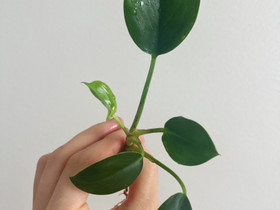 Philodendron Birkin / White Measure pistokas, Kasvit ja siemenet, Piha ja puutarha, Tampere, Tori.fi Philodendron Birkin / White Measure pistokas, Kasvit ja siemenet, Piha ja puutarha, Tampere, Tori.fi