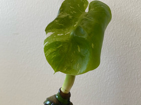 Monstera Thai Constellation, Kasvit ja siemenet, Piha ja puutarha, Helsinki, Tori.fi Monstera Thai Constellation, Kasvit ja siemenet, Piha ja puutarha, Helsinki, Tori.fi