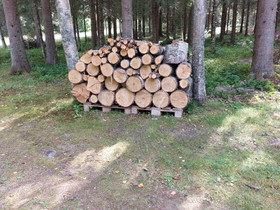 Koivu puuta, Muu piha ja puutarha, Piha ja puutarha, Ylöjärvi, Tori.fi Koivu puuta, Muu piha ja puutarha, Piha ja puutarha, Ylöjärvi, Tori.fi