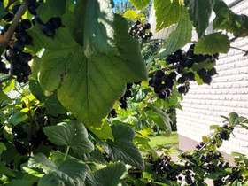 Musta-ja punaherukkaa, Muu piha ja puutarha, Piha ja puutarha, Pori, Tori.fi Musta-ja punaherukkaa, Muu piha ja puutarha, Piha ja puutarha, Pori, Tori.fi