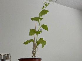 Petunia uuteen kotiin, Kasvit ja siemenet, Piha ja puutarha, Helsinki, Tori.fi Petunia uuteen kotiin, Kasvit ja siemenet, Piha ja puutarha, Helsinki, Tori.fi