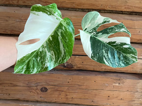 Monstera variegata -latvapistokas, Kasvit ja siemenet, Piha ja puutarha, Helsinki, Tori.fi Monstera variegata -latvapistokas, Kasvit ja siemenet, Piha ja puutarha, Helsinki, Tori.fi