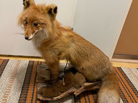 Täytetty upea KETTU jne., Muu keräily, Keräily, Kinnula, Tori.fi Täytetty upea KETTU jne., Muu keräily, Keräily, Kinnula, Tori.fi