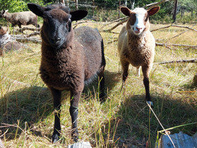 Suomenlammasuuhia, Muut eläimet, Lemmikkieläimet, Mikkeli, Tori.fi Suomenlammasuuhia, Muut eläimet, Lemmikkieläimet, Mikkeli, Tori.fi