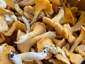 Juuri poimittua kantarellia, Muu piha ja puutarha, Piha ja puutarha, Pori, Tori.fi Juuri poimittua kantarellia, Muu piha ja puutarha, Piha ja puutarha, Pori, Tori.fi