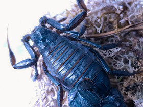 Androctonus bicolor - koko paketti, Muut eläimet, Lemmikkieläimet, Vaasa, Tori.fi Androctonus bicolor - koko paketti, Muut eläimet, Lemmikkieläimet, Vaasa, Tori.fi