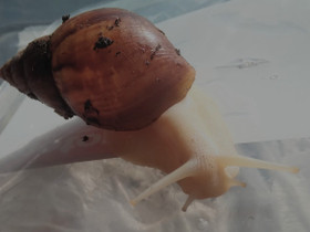 Akaattikotiloita lemmikiksi, Muut eläimet, Lemmikkieläimet, Kemi, Tori.fi Akaattikotiloita lemmikiksi, Muut eläimet, Lemmikkieläimet, Kemi, Tori.fi