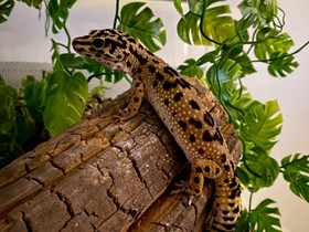 Leopardigekkonaaras, Muut eläimet, Lemmikkieläimet, Orivesi, Tori.fi Leopardigekkonaaras, Muut eläimet, Lemmikkieläimet, Orivesi, Tori.fi