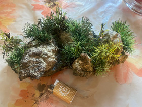 Kivikoriste akvaarioon, Kalat ja akvaariot, Lemmikkieläimet, Helsinki, Tori.fi Kivikoriste akvaarioon, Kalat ja akvaariot, Lemmikkieläimet, Helsinki, Tori.fi