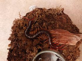 Scolopendra dehaani - koko paketti, Muut eläimet, Lemmikkieläimet, Vaasa, Tori.fi Scolopendra dehaani - koko paketti, Muut eläimet, Lemmikkieläimet, Vaasa, Tori.fi