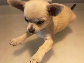 Chihuahua, Koirat, Lemmikkieläimet, Huittinen, Tori.fi Chihuahua, Koirat, Lemmikkieläimet, Huittinen, Tori.fi