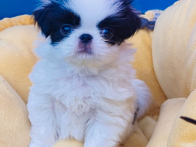Japanese chin rekisteröidyt pennut, Koirat, Lemmikkieläimet, Riihimäki, Tori.fi Japanese chin rekisteröidyt pennut, Koirat, Lemmikkieläimet, Riihimäki, Tori.fi