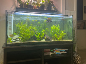Terraario / akvaario, Muut eläimet, Lemmikkieläimet, Kemi, Tori.fi Terraario / akvaario, Muut eläimet, Lemmikkieläimet, Kemi, Tori.fi