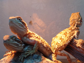 Kääpiöparta-agama poikasia #KULJETUS ETELÄÄN, Muut eläimet, Lemmikkieläimet, Saarijärvi, Tori.fi Kääpiöparta-agama poikasia #KULJETUS ETELÄÄN, Muut eläimet, Lemmikkieläimet, Saarijärvi, Tori.fi
