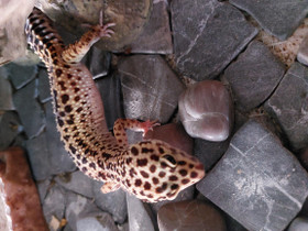Leopardigekko Selma, Muut eläimet, Lemmikkieläimet, Kotka, Tori.fi Leopardigekko Selma, Muut eläimet, Lemmikkieläimet, Kotka, Tori.fi