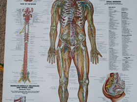 Anatomia karttoja uusia, Oppikirjat, Kirjat ja lehdet, Jämsä, Tori.fi Anatomia karttoja uusia, Oppikirjat, Kirjat ja lehdet, Jämsä, Tori.fi