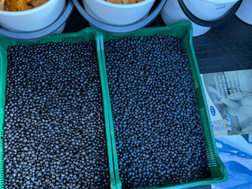 Mustikka, Maatalous, Joensuu, Tori.fi Mustikka, Maatalous, Joensuu, Tori.fi