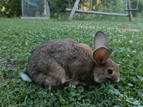 Kaneja, Jyrsijät, Lemmikkieläimet, Leppävirta, Tori.fi Kaneja, Jyrsijät, Lemmikkieläimet, Leppävirta, Tori.fi