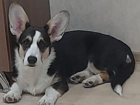 Welsh corgi cardigan tyttö pentu 7kk, Koirat, Lemmikkieläimet, Hausjärvi, Tori.fi Welsh corgi cardigan tyttö pentu 7kk, Koirat, Lemmikkieläimet, Hausjärvi, Tori.fi