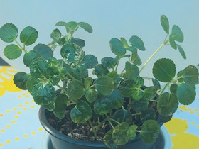 Kiiltopiilea, Kasvit ja siemenet, Piha ja puutarha, Kotka, Tori.fi Kiiltopiilea, Kasvit ja siemenet, Piha ja puutarha, Kotka, Tori.fi