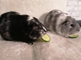 Kaksi 1,5v urosmarsua + tarvikkeet, Jyrsijät, Lemmikkieläimet, Nurmijärvi, Tori.fi Kaksi 1,5v urosmarsua + tarvikkeet, Jyrsijät, Lemmikkieläimet, Nurmijärvi, Tori.fi
