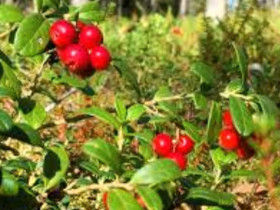 Puolukkaa, Muu urheilu ja ulkoilu, Urheilu ja ulkoilu, Kaskinen, Tori.fi Puolukkaa, Muu urheilu ja ulkoilu, Urheilu ja ulkoilu, Kaskinen, Tori.fi