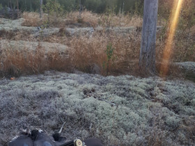 Joutomaa,Pienriistan metsästysalueeksi, Metsätilat ja maatilat, Kirkkonummi, Tori.fi Joutomaa,Pienriistan metsästysalueeksi, Metsätilat ja maatilat, Kirkkonummi, Tori.fi