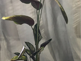 Calathea white star, Kasvit ja siemenet, Piha ja puutarha, Hausjärvi, Tori.fi Calathea white star, Kasvit ja siemenet, Piha ja puutarha, Hausjärvi, Tori.fi