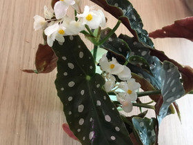 Begonia maculata pistokkaita, Kasvit ja siemenet, Piha ja puutarha, Hausjärvi, Tori.fi Begonia maculata pistokkaita, Kasvit ja siemenet, Piha ja puutarha, Hausjärvi, Tori.fi