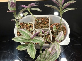 Tradescantia blossfeldiana pink furry, Kasvit ja siemenet, Piha ja puutarha, Hausjärvi, Tori.fi Tradescantia blossfeldiana pink furry, Kasvit ja siemenet, Piha ja puutarha, Hausjärvi, Tori.fi