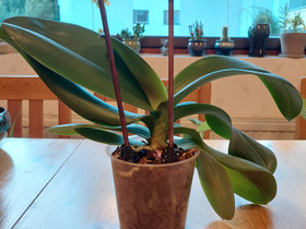Orchid, Kasvit ja siemenet, Piha ja puutarha, Turku, Tori.fi Orchid, Kasvit ja siemenet, Piha ja puutarha, Turku, Tori.fi