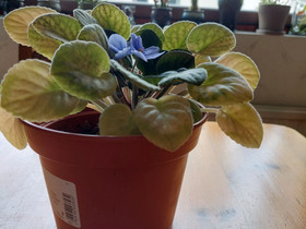 Violet, Kasvit ja siemenet, Piha ja puutarha, Turku, Tori.fi Violet, Kasvit ja siemenet, Piha ja puutarha, Turku, Tori.fi