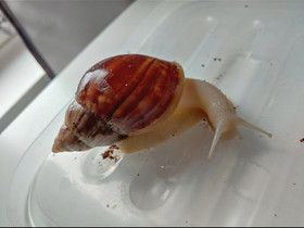 Achatina fulica white jade, Muut eläimet, Lemmikkieläimet, Vantaa, Tori.fi Achatina fulica white jade, Muut eläimet, Lemmikkieläimet, Vantaa, Tori.fi