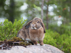 Kääpiöluppa naaras, Muut eläimet, Lemmikkieläimet, Kangasala, Tori.fi Kääpiöluppa naaras, Muut eläimet, Lemmikkieläimet, Kangasala, Tori.fi