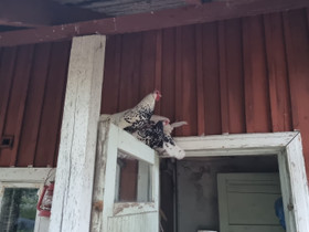 Kääpiökanoja / tipuja, Muut eläimet, Lemmikkieläimet, Pornainen, Tori.fi Kääpiökanoja / tipuja, Muut eläimet, Lemmikkieläimet, Pornainen, Tori.fi