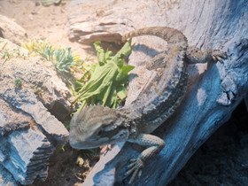 Kääpiöparta-agama, Muut eläimet, Lemmikkieläimet, Hattula, Tori.fi Kääpiöparta-agama, Muut eläimet, Lemmikkieläimet, Hattula, Tori.fi