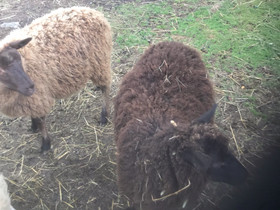Lammas, Muut eläimet, Lemmikkieläimet, Kurikka, Tori.fi Lammas, Muut eläimet, Lemmikkieläimet, Kurikka, Tori.fi