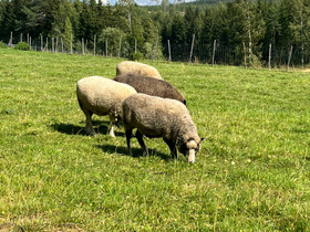 Maatila Uudenmaan alueelta, Metsätilat ja maatilat, Kirkkonummi, Tori.fi Maatila Uudenmaan alueelta, Metsätilat ja maatilat, Kirkkonummi, Tori.fi